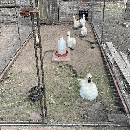 In With Garden, Cleaning Included